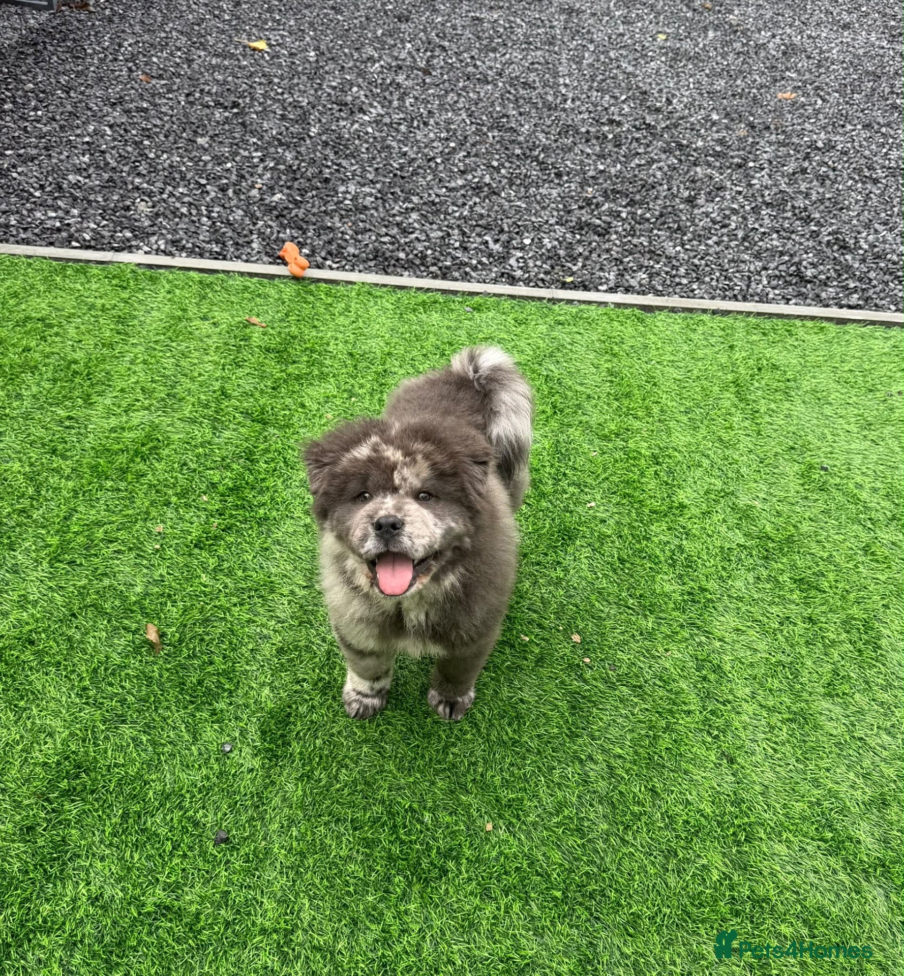 Chow Chow dogs Stunning rare blue Merle male chowski puppy - Advert 2