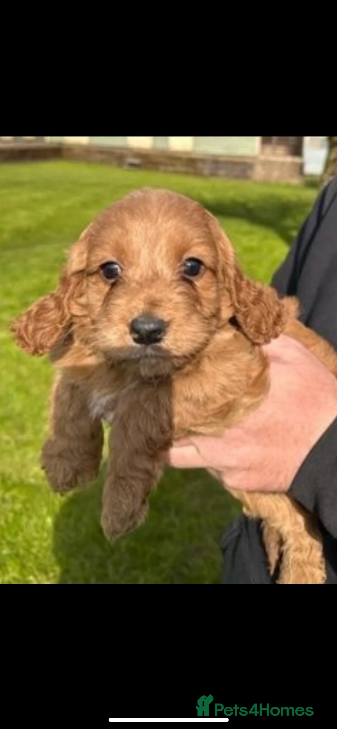 Miniature Poodle dogs for stud: Merlesque Top Gun mahogany mini poodle in Chorley - Advert 28