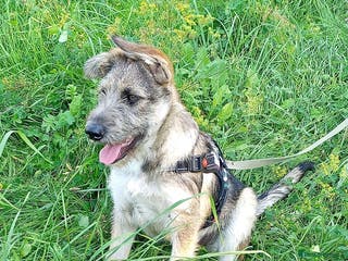 Border Terrier dogs Berta – The Little Fighter Who Refused to Give Up - Advert 8