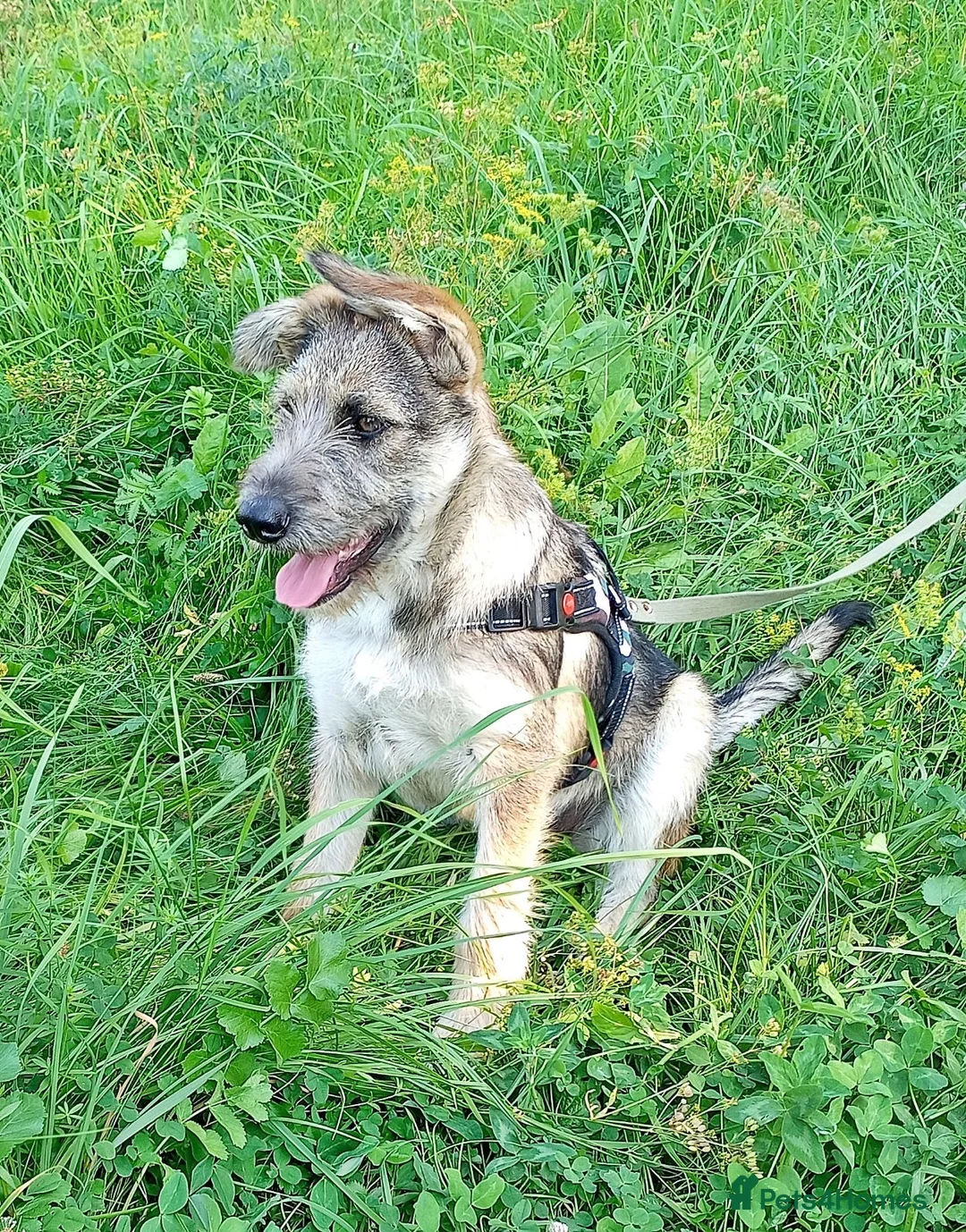 Border Terrier dogs for adoption: Berta – The Little Fighter Who Refused to Give Up - Advert 1