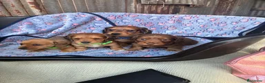 Dachshund 8