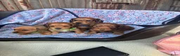 Dachshund dogs for sale: Dutch hound Puppys for sale - Advert 3