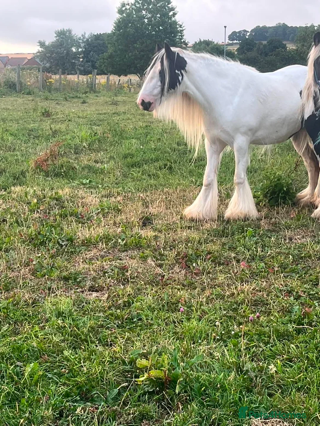 Irish Cob horses for sale: 5 year old mare  - Advert 2