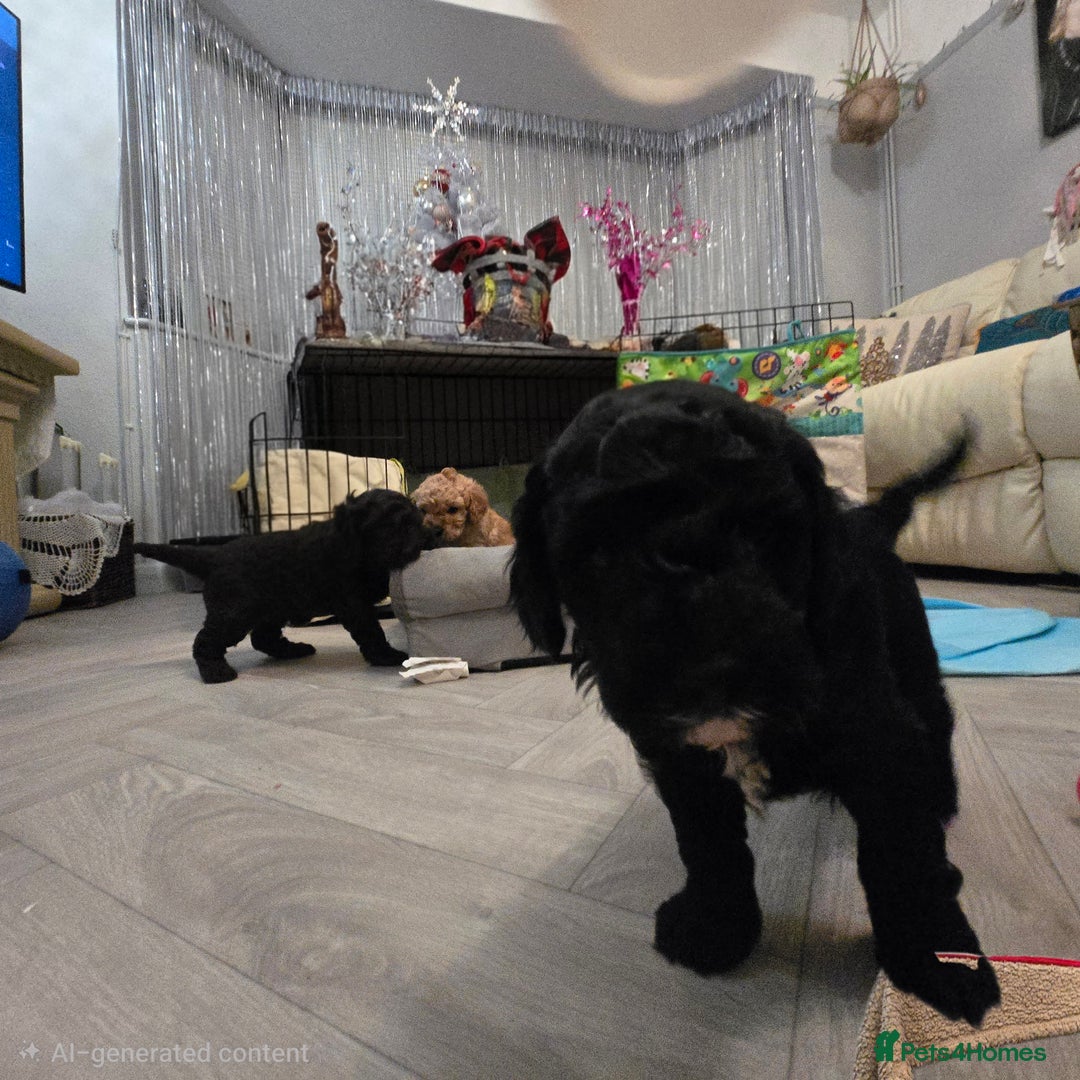 Cavapoo dogs for sale: Teddy bear cavapoo  - Advert 24