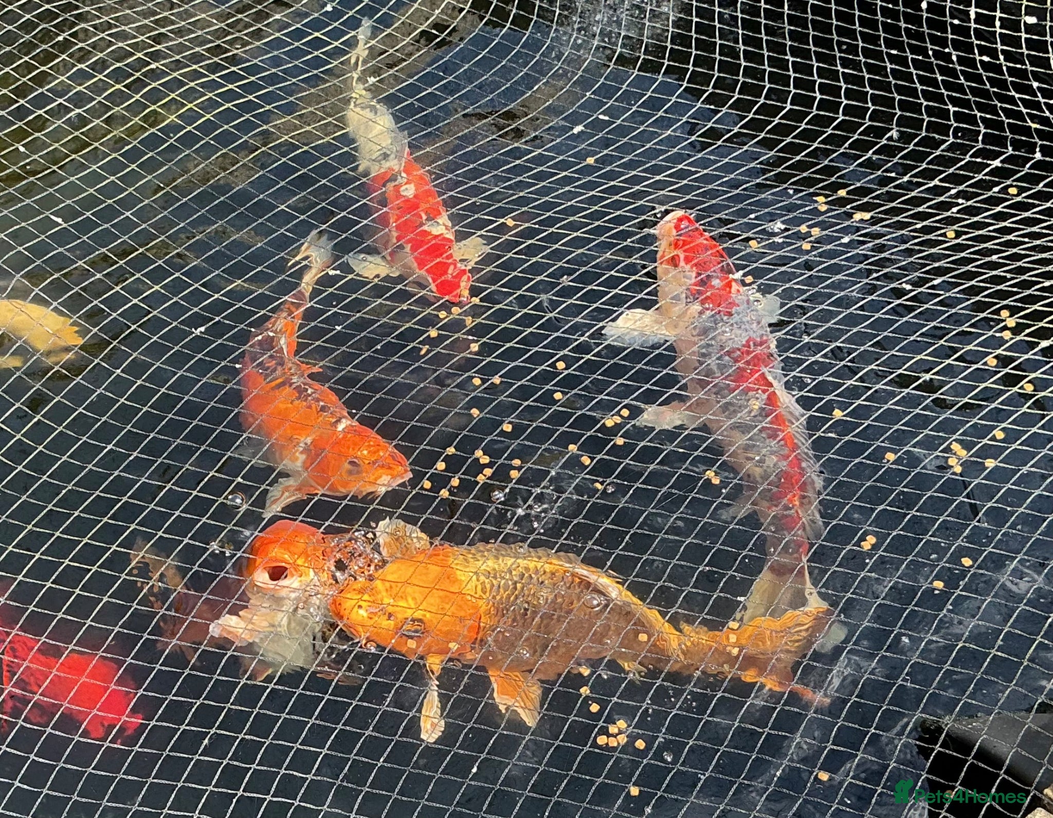 Koi Carp fish Koi carp - Advert 3