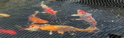 Koi Carp fish for sale: Koi carp in Horsham - Advert 1