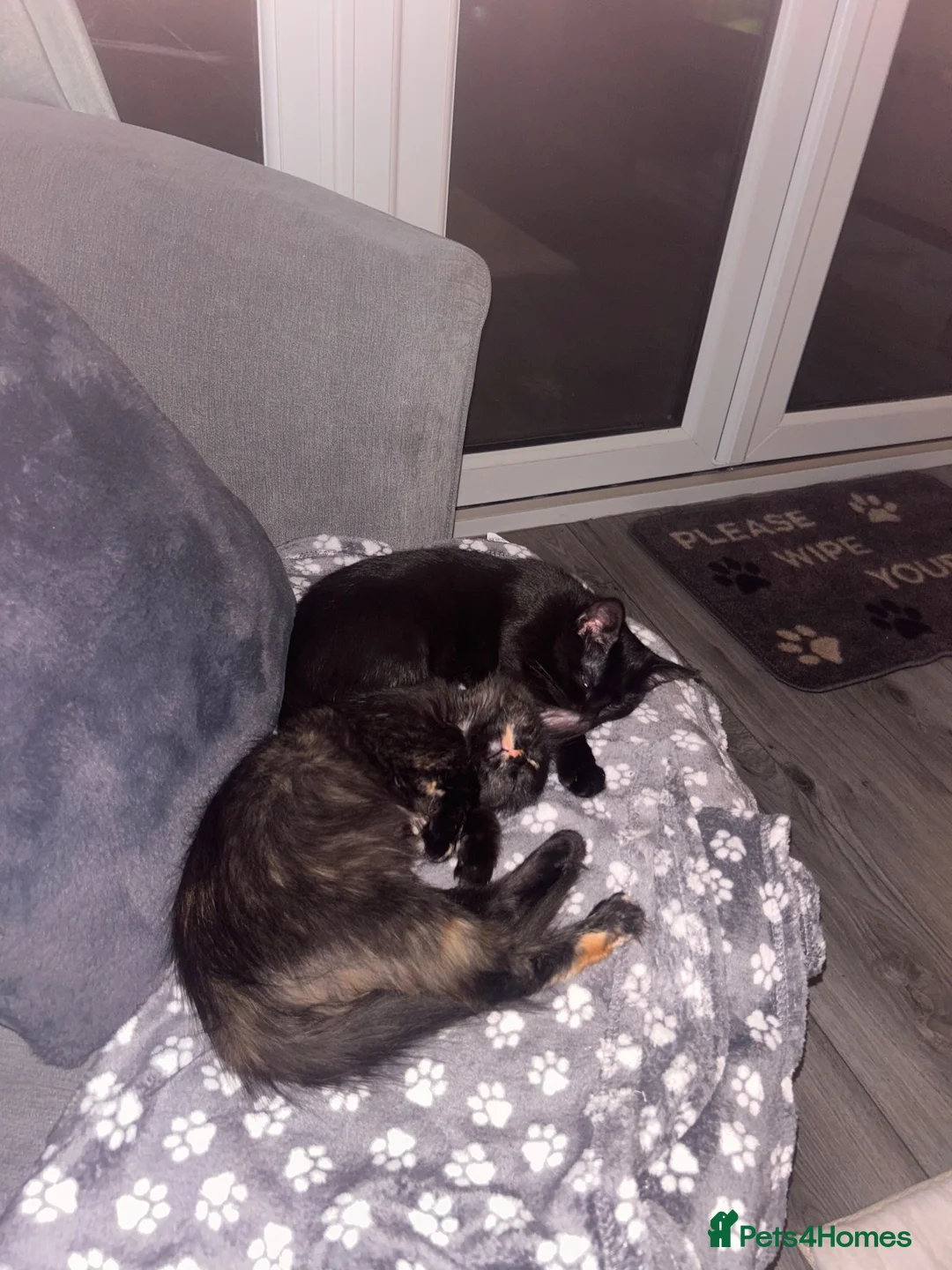 Mixed Breed cats for sale: 2 sisters  - Advert 4