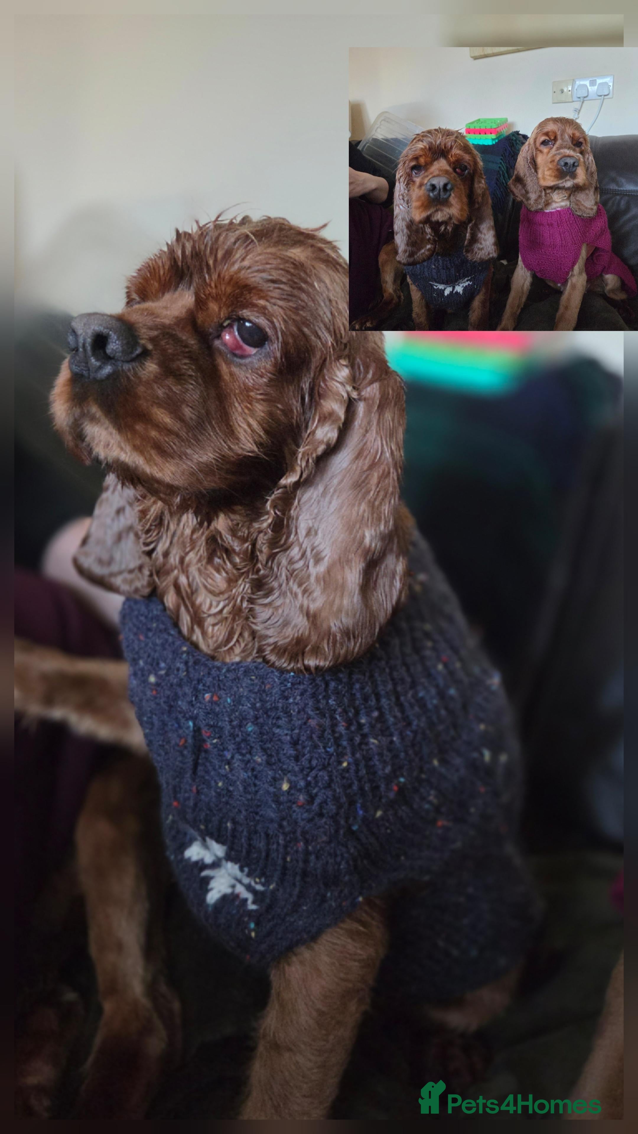 Cocker Spaniel dogs Beautiful Sunny looking for his forever home  - Advert 3