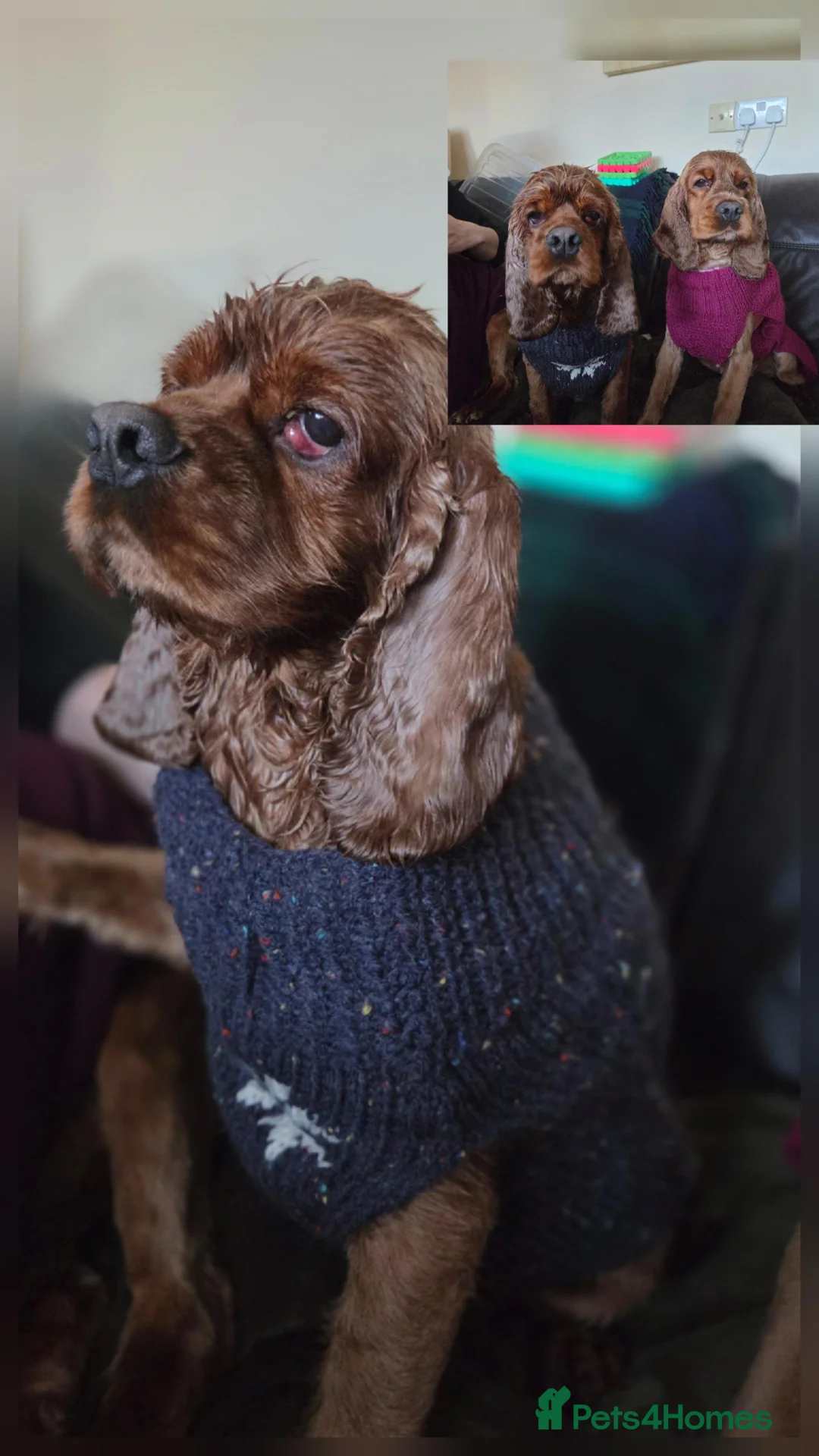 Cocker Spaniel dogs for adoption: Beautiful Sunny looking for his forever home  - Advert 1