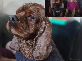 Cocker Spaniel dogs Beautiful Sunny looking for his forever home - Advert 3
