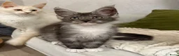 Maine Coon cats for sale: Maine coon kittens - Advert 5