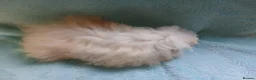 Guinea Pig rodents for sale: Funky baby boy guinea pig ready now  - Advert 2