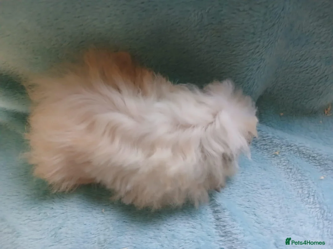 Guinea Pig rodents for sale: Funky baby boy guinea pig ready now  - Advert 2