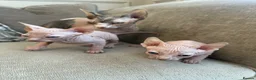 Sphynx cats for sale: Ready to leave now pink blue eyes Sphynx  - Advert 13