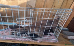 Mixed Breed cats for sale: 4 black kittens with a bit of white  - Image 1
