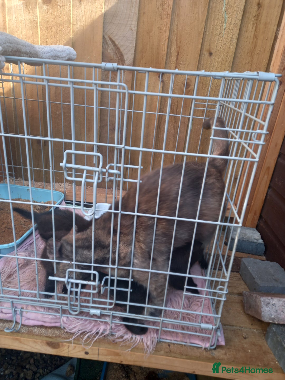 Mixed Breed cats for sale: 4 black kittens with a bit of white  - Image 1
