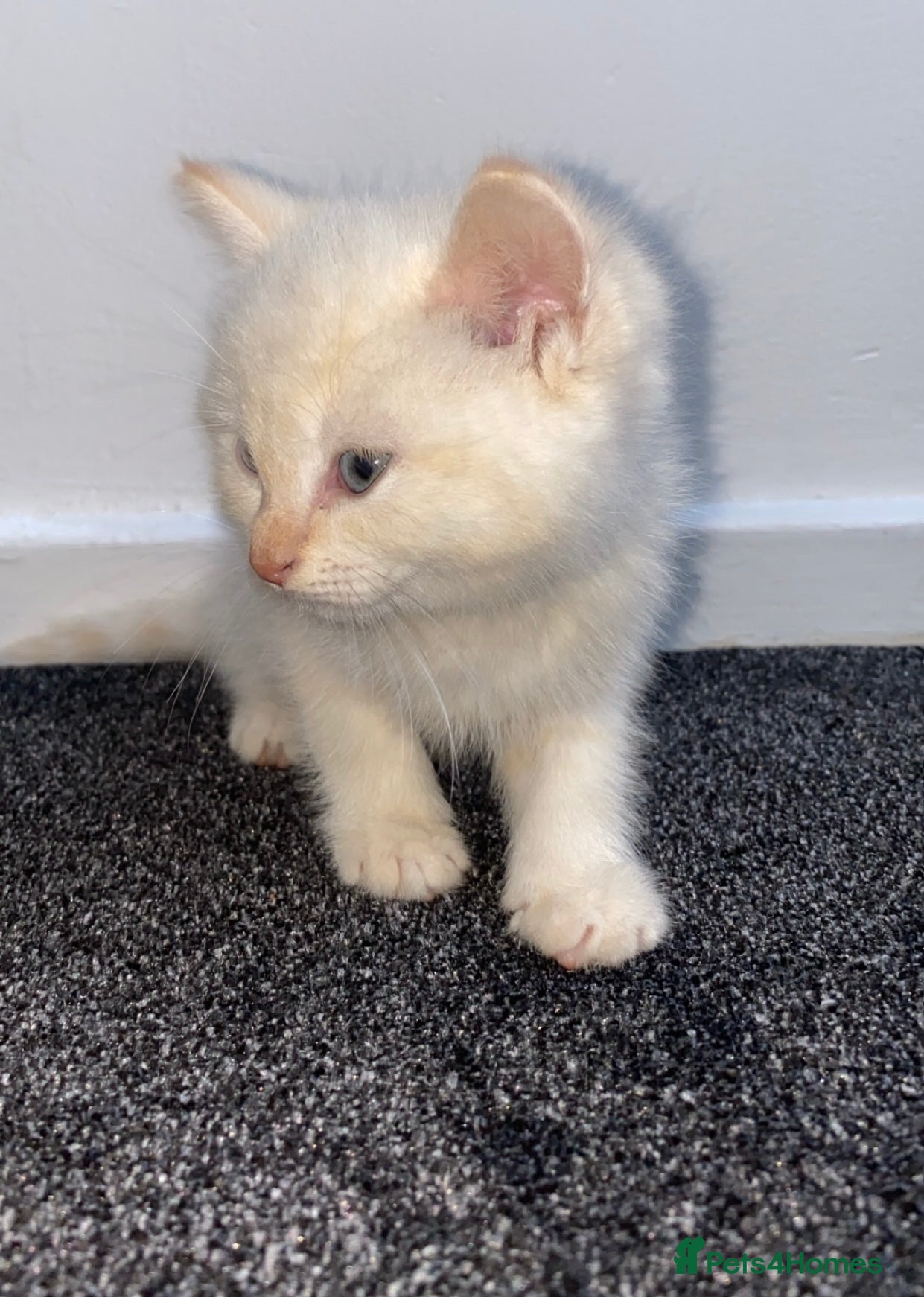 Siamese cats Fluffy flame point Siamese kitten - Advert 6