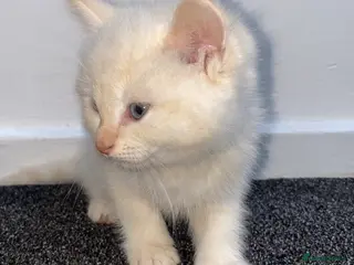 Siamese cats Fluffy flame point Siamese kitten - Advert 6