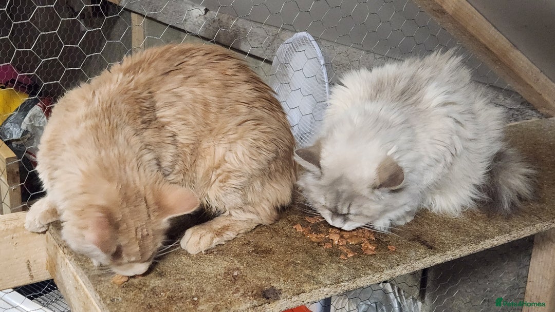 Siberian cats for sale: Pure Siberian kitten for sale - Advert 5