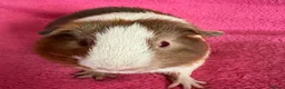 Guinea Pig rodents for sale: Guinea pig boar patch  tri colour slate,red,white  - Advert 5