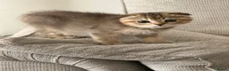 British Shorthair cats for sale: BSH BLACK GOLDEN CHINCHILLA - Advert 4
