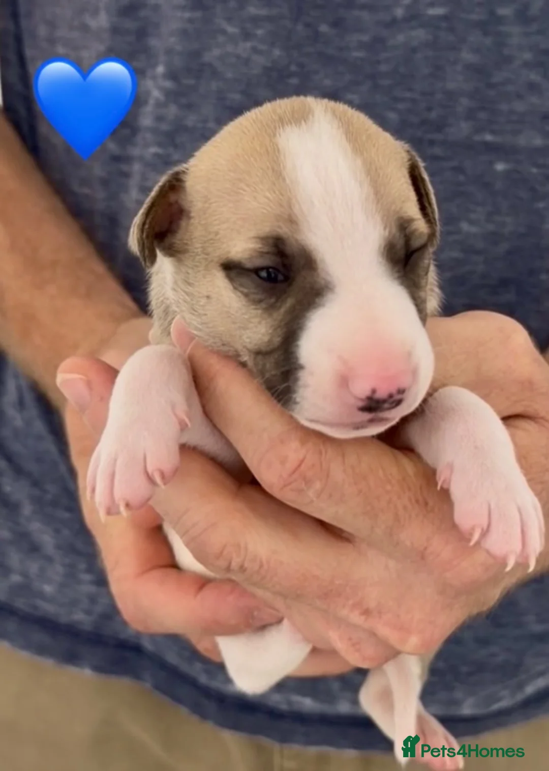 Whippet dogs for sale: READY TO GO - Healthy, well-bred, KC Whippet pups - Advert 33