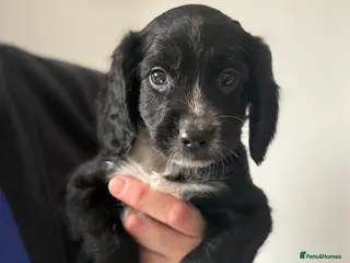 Sprocker dogs 3 Stunning male Sprocker pups left 🐶💕 - Advert 2