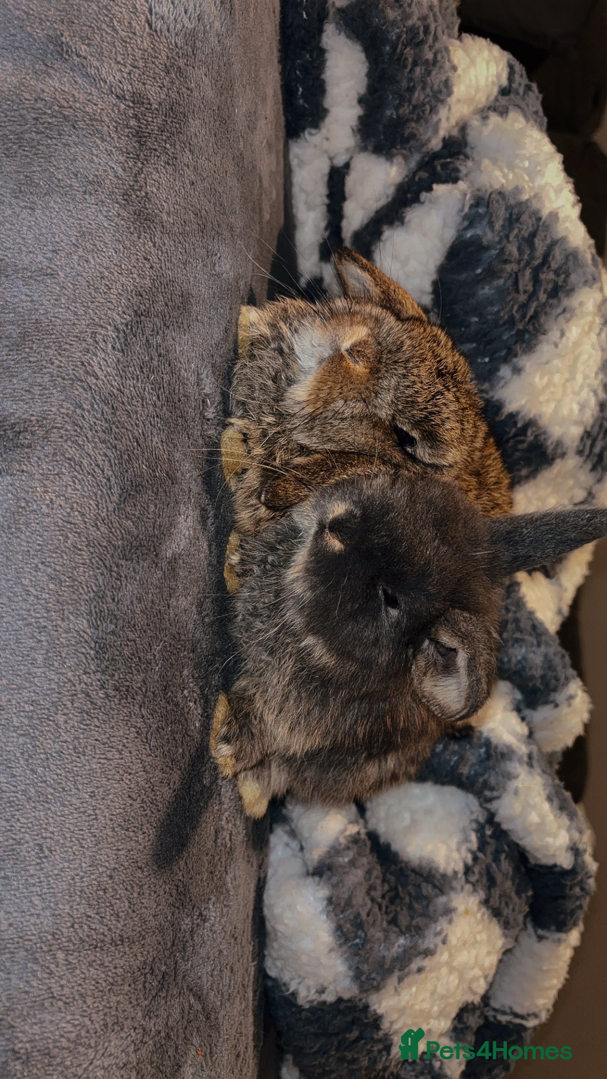 Mini Lop rabbits 2 babies available  - Advert 1