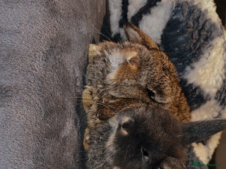 Mini Lop rabbits 2 babies available - Advert 1