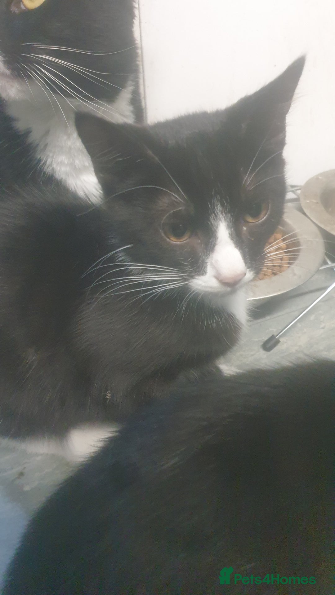 Domestic Shorthair cats for sale: Domestic kittens for sale - Advert 11