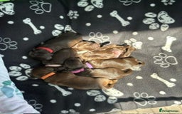 Cocker Spaniel dogs for sale: Chocolate Cocker Spaniel’s  in Crook - Image 1