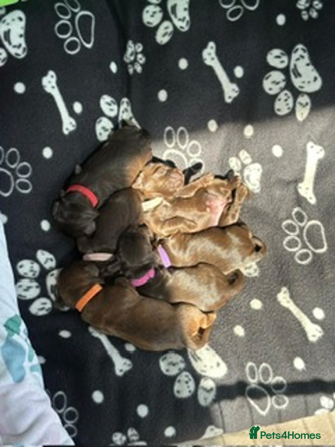 Cocker Spaniel dogs for sale: Chocolate Cocker Spaniel’s  in Crook - Image 1