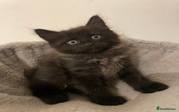 Ragdoll cats for sale: Ragdoll x kitten for sale  - Image 1