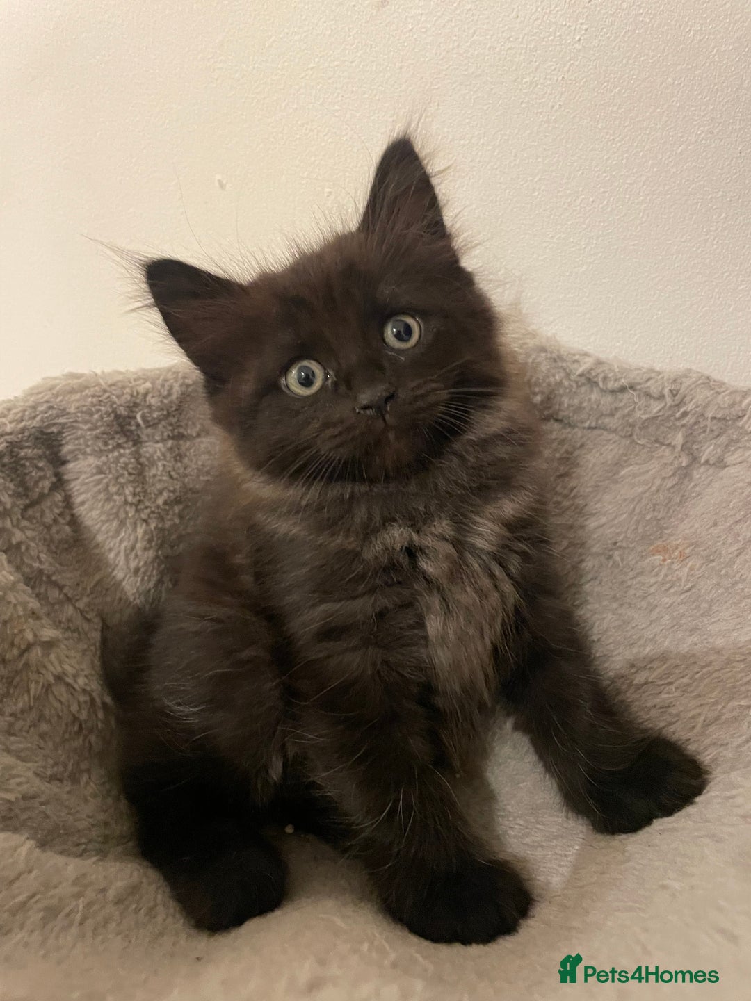 Ragdoll cats for sale: Ragdoll x kitten for sale  - Image 1