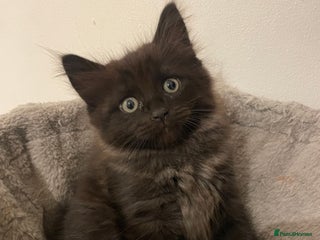 Ragdoll cats - Advert 11