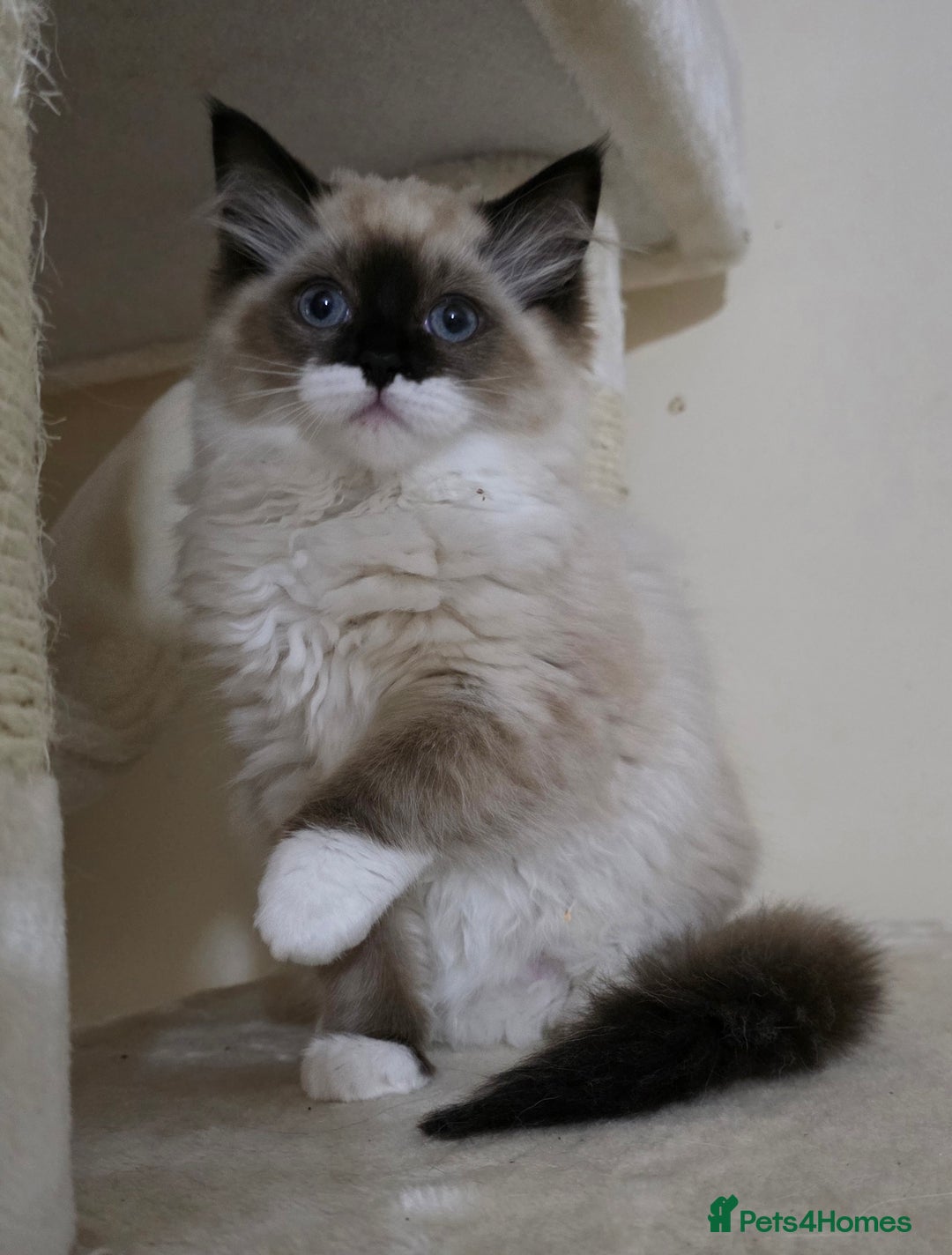 Ragdoll cats for sale: Female Seal Mitted Ragdoll - Advert 3