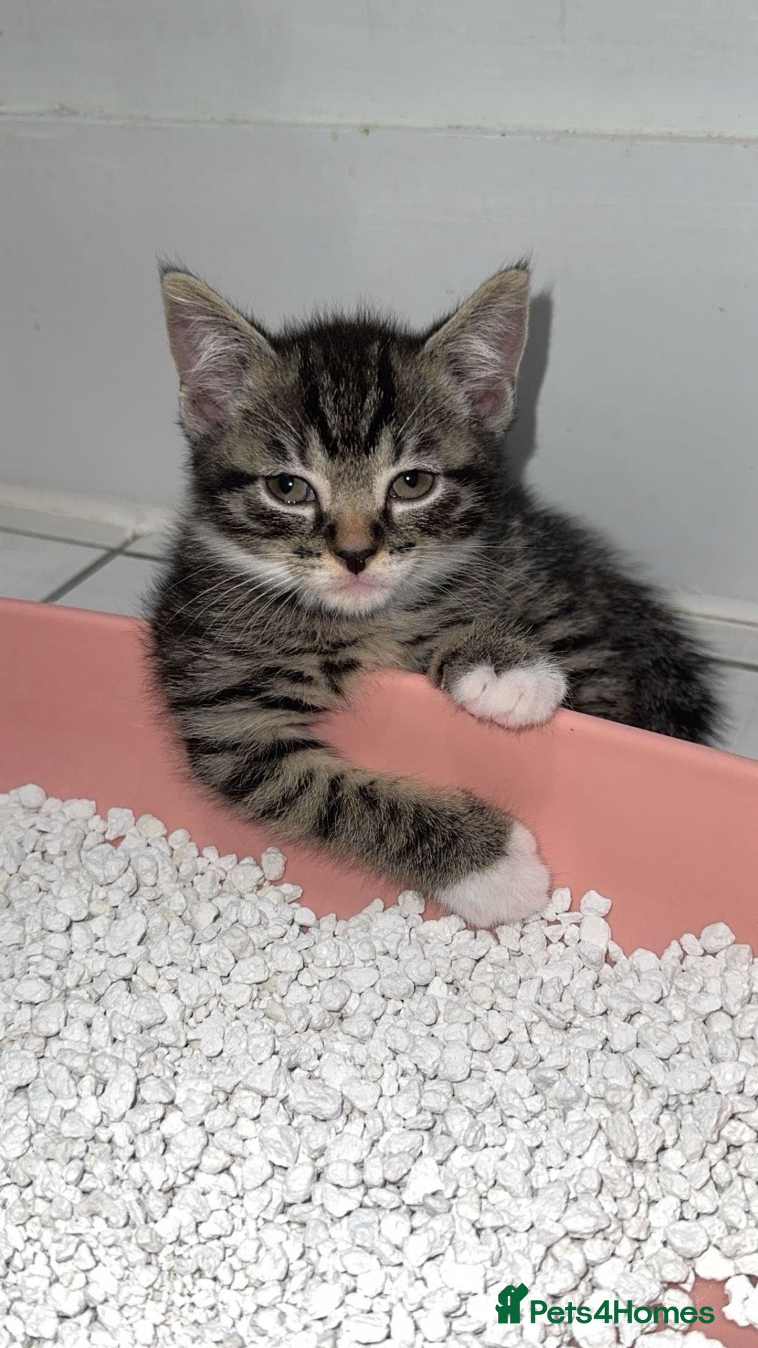 Mixed Breed cats Silver British short hair  - Advert 2