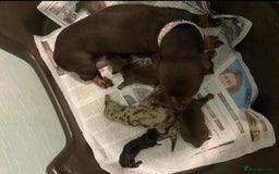 Miniature Dachshund dogs for sale: Miniature dachshunds  - Image 8