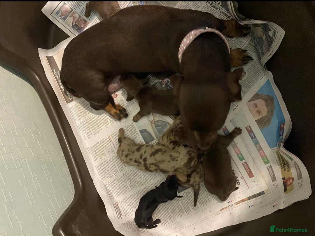 Miniature Dachshund dogs for sale: Miniature dachshunds  - Image 8