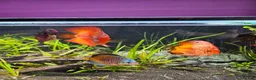 Discus fish for sale: Discus fish x 6 - Advert 3