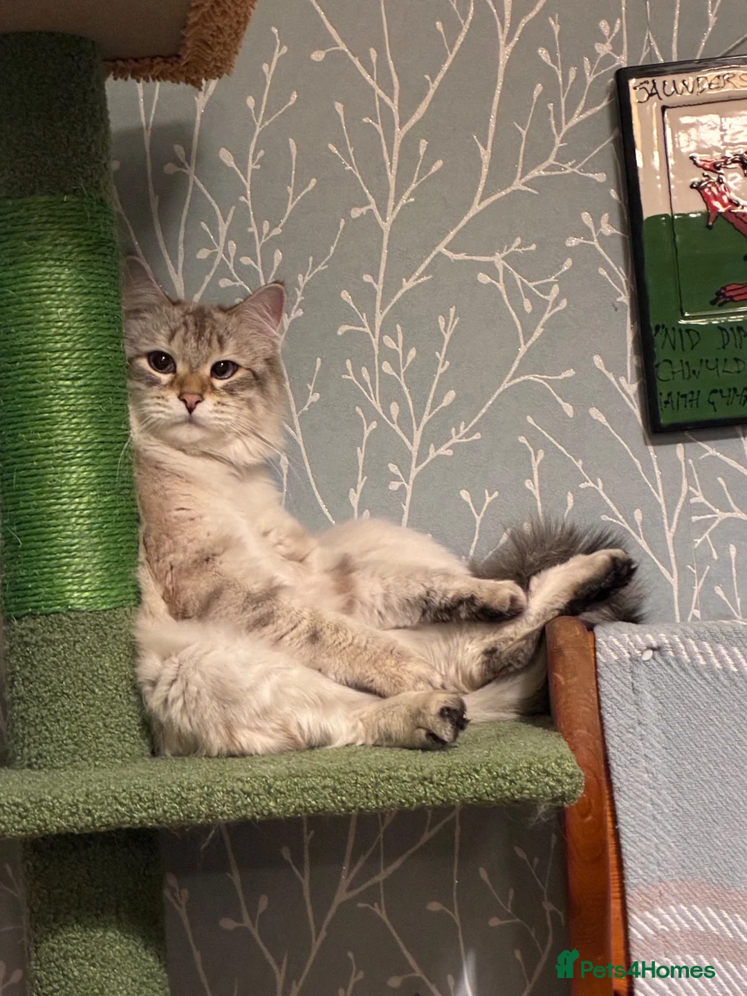 Siberian cats for sale: Beautiful Siberian Male Cat - Advert 2