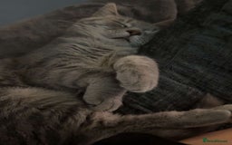 Mixed Breed cats for sale: 2 playful young cats (brother & sister) - Image 3