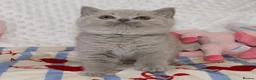 British Shorthair cats for sale: Ch sired GCCF Reg British shorthairs  - Advert 4