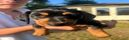 Miniature Dachshund dogs for sale: Beautiful miniature dachshund puppies - Advert 26