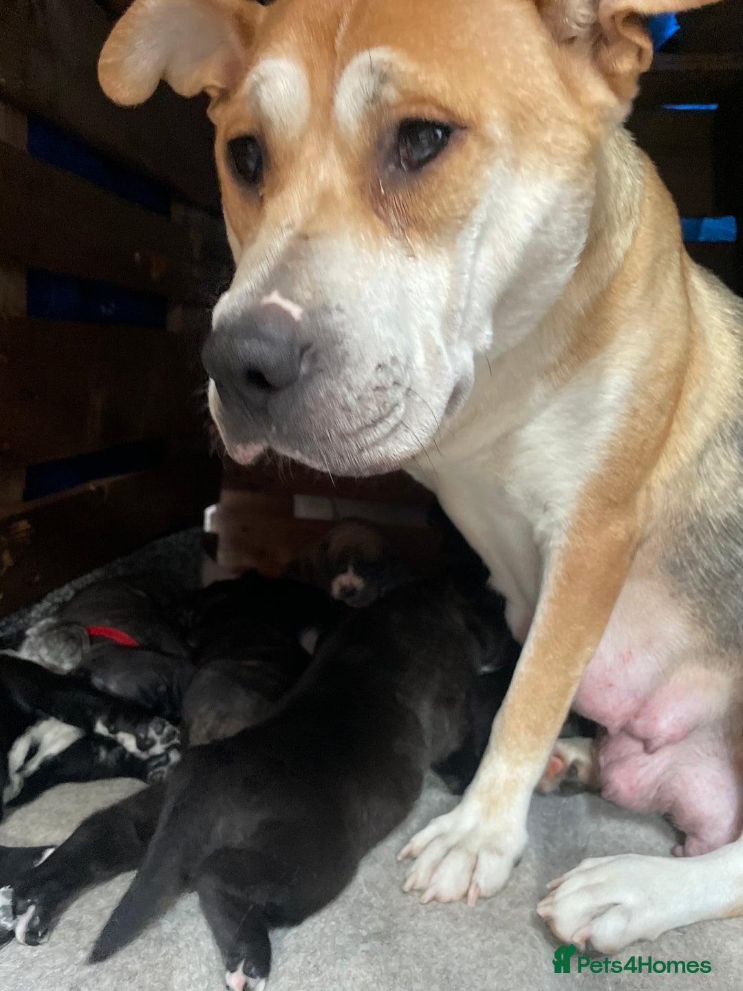 Mixed Breed dogs for sale: Selling cane corso x akita - Image 2