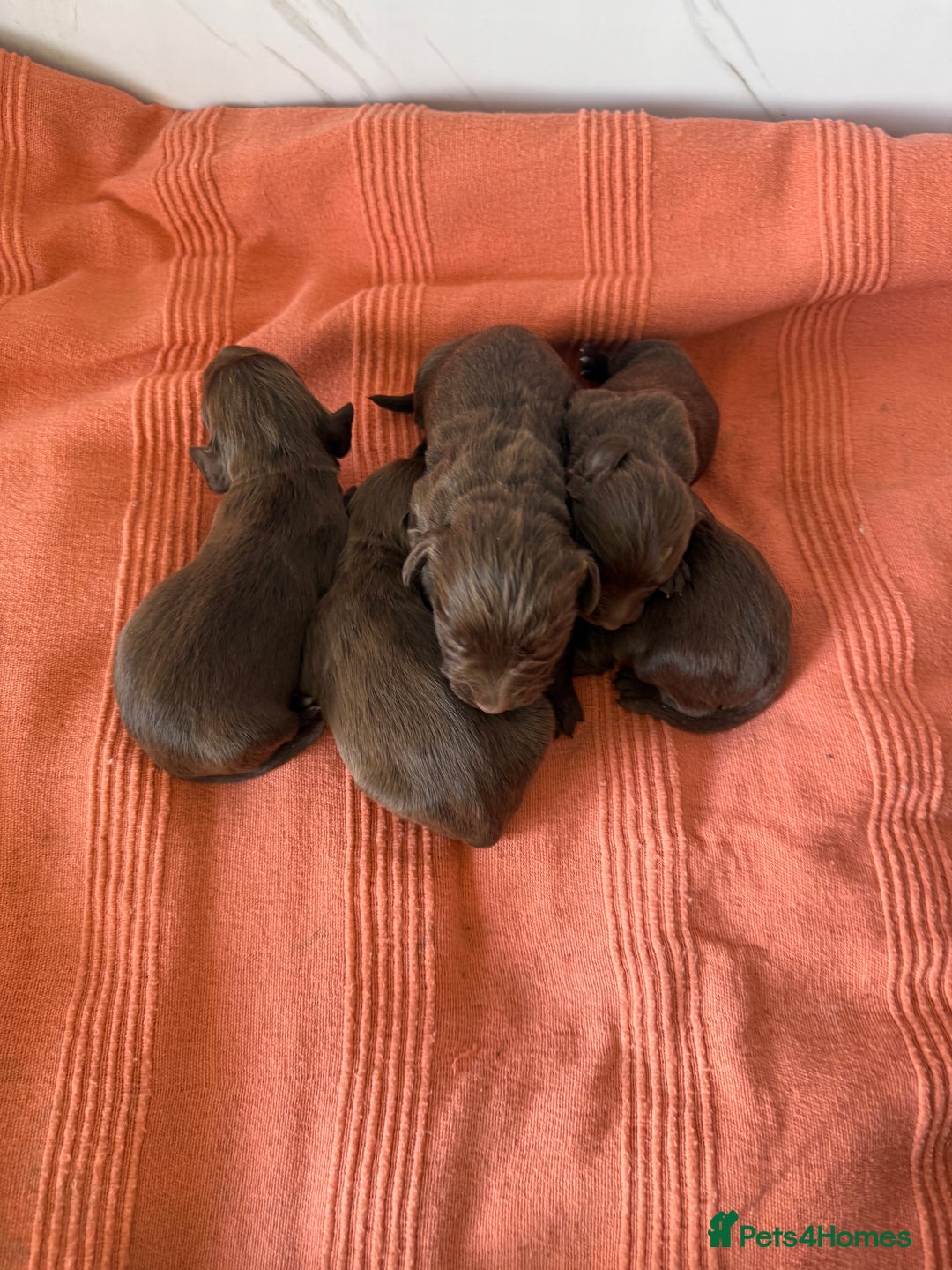 Sprocker dogs for sale: Chocolate Sprocker Spaniel Puppies - Advert 2