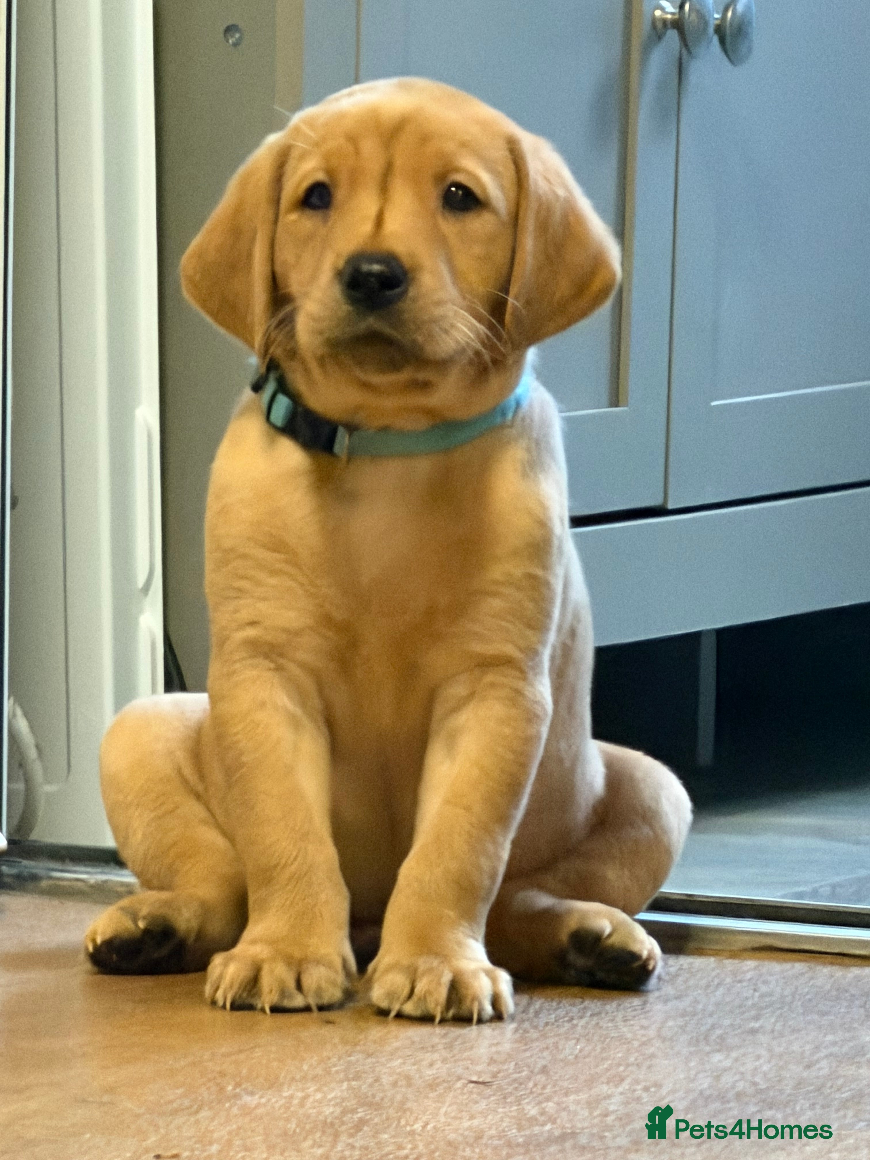 Labrador Retriever dogs Fox Red Labrador Puppies (blue boy left)  - Advert 9