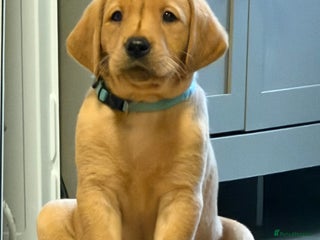 Labrador Retriever dogs Fox Red Labrador Puppies (blue boy left) - Advert 3