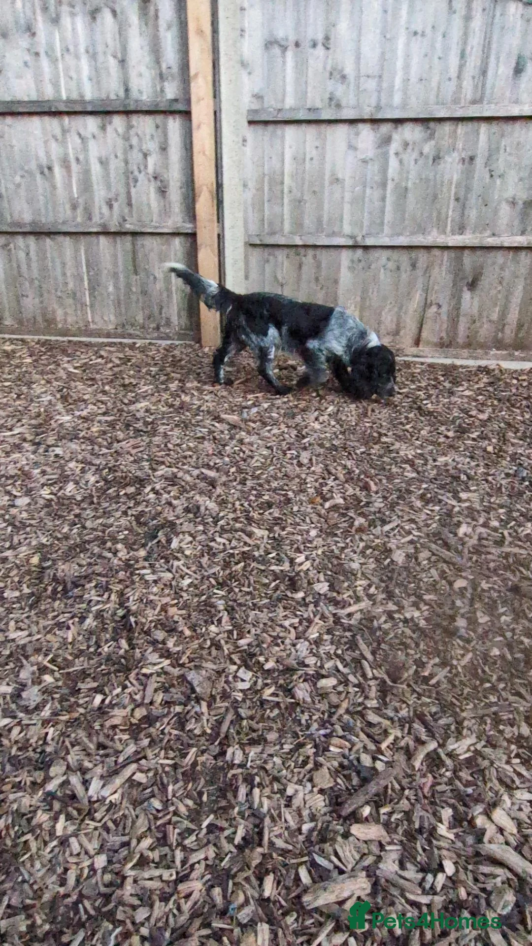 Cocker Spaniel dogs for sale: 🐾🐶Beautiful black show type cocker spaniels 🐾🐶 in Alton - Advert 28
