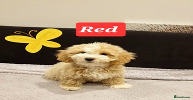 Maltipoo dogs - Advert 5